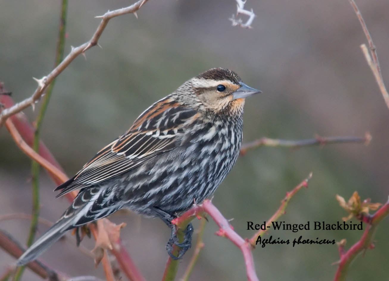Red-Winged Blackbird - 2
